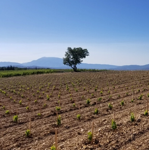 Domaine de l’Argentière en Côtes du Rhône Visan - Couleurvin.be