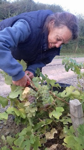 Domaine Eric Sage - Couleur Vin