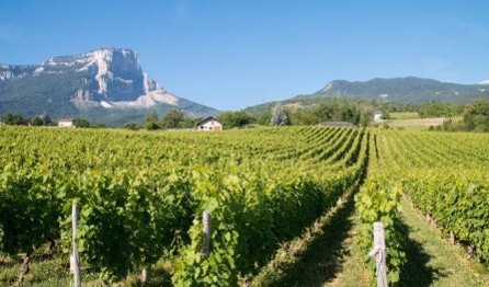 Domaine de l'Arbessieux - Couleur Vin