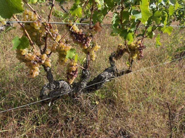 Clos de la Frelonnerie